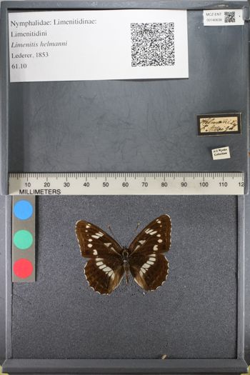 Media type: image;   Entomology 140638